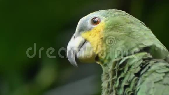 绿鹦鹉热带最佳视频的预览图