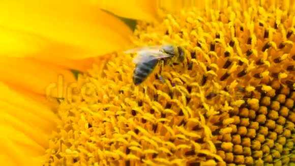 向日葵特写的蜜蜂视频的预览图