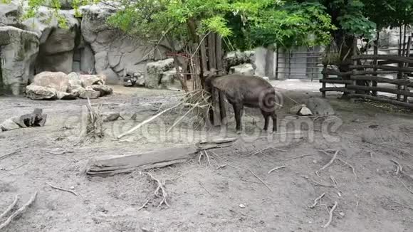 布达佩斯动物园的Mishmitakin和羚羊视频的预览图