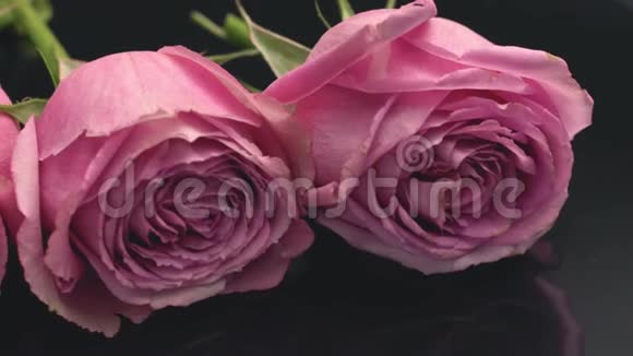 玫瑰的粉红色在一个黑暗的背景清新的香水气味花束礼物惊喜玫瑰视频的预览图