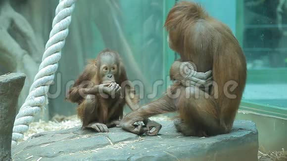 猴子和她的小宝宝视频的预览图