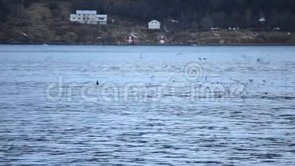美丽的虎鲸虎鲸在蓝色峡湾水域的海鸥之间觅食视频的预览图