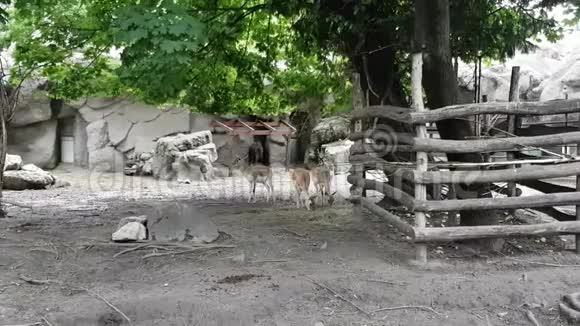 布达佩斯动物园的Mishmitakin和羚羊视频的预览图