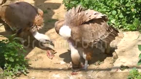 GypsFulvusGriffon秃鹫BuitreLeonado4K视频的预览图
