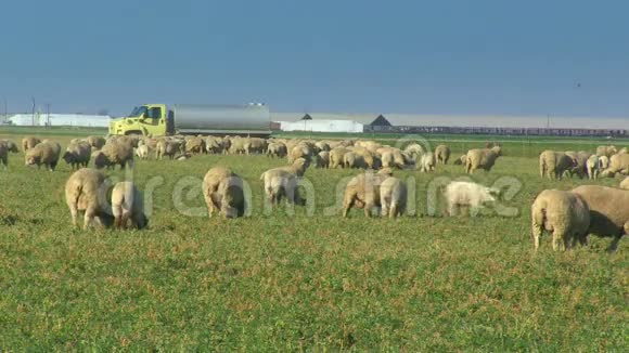 许多绵羊在田野里放牧视频的预览图