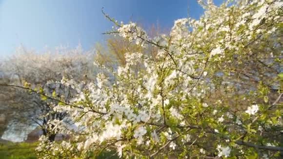 花白花梅树受春慢运动广角低视角视频的预览图