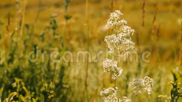 美丽的野草在夏天盛开合上白色的野草视频的预览图