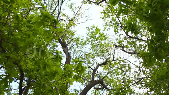 林中的桦树和晴空视频的预览图