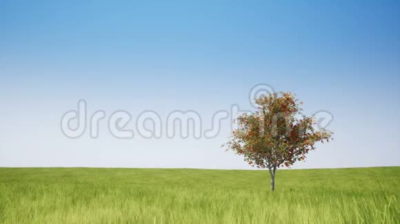 蓝天上的一棵树和一片绿野视频的预览图
