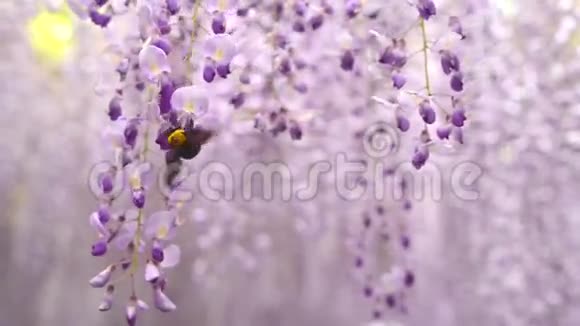 大黄蜂在紫藤隧道里飞来飞去视频的预览图