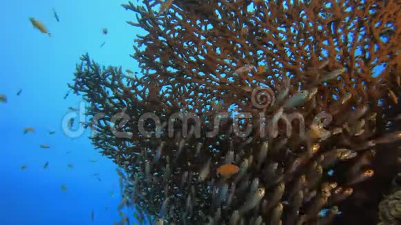 水下玻璃闪光场景海洋生物视频的预览图