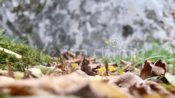 苔落叶和石头视频的预览图