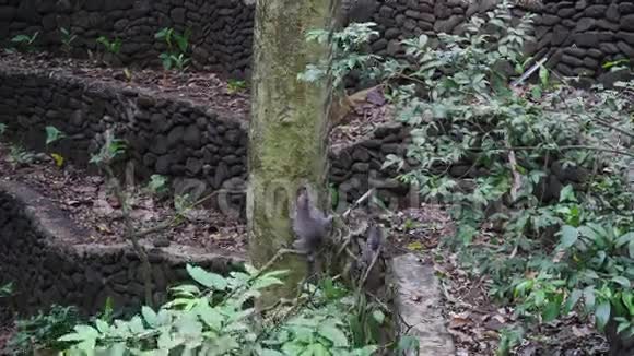 印度尼西亚热带森林里藤本植物上有小猴子的家庭视频的预览图