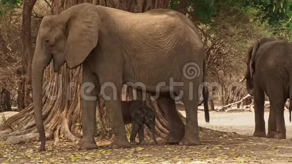 非洲小布什大象非洲小象和它的母亲喝吸奶散步吃树叶视频的预览图