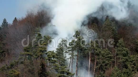 危险的云杉树危险的森林烟雾视频的预览图