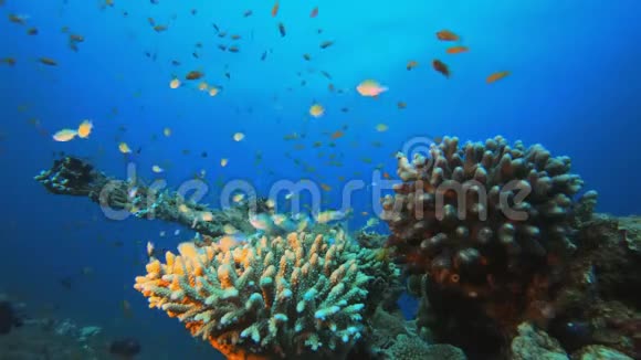 水下五颜六色的世界鱼视频的预览图