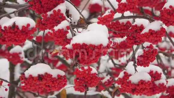 白雪覆盖的红罗万束视频的预览图
