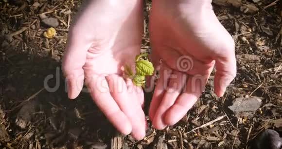 女人手里拿着植物发芽树视频的预览图