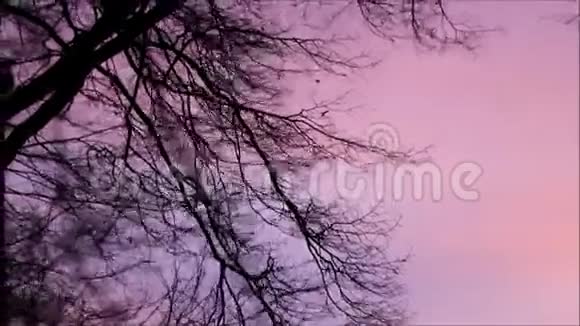 红天前的树枝风景傍晚的自然视频的预览图