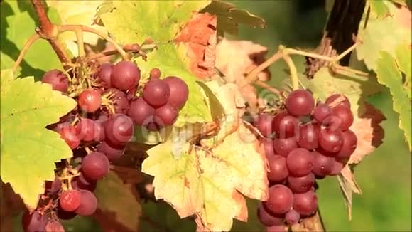 秋季采酒背景视频的预览图