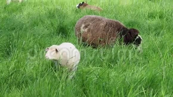 在草地上吃草的羊视频的预览图