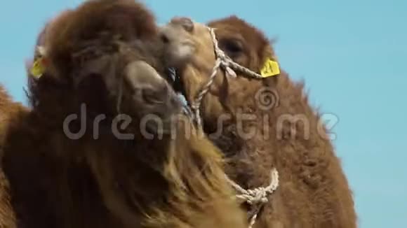 沙漠中的骆驼视频的预览图