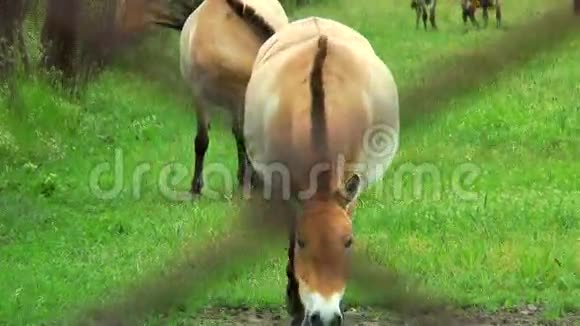普拉泽瓦尔斯基的马在网格后面吃草视频的预览图