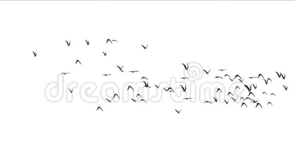 鸟群飞过来候鸟动物背景视频的预览图