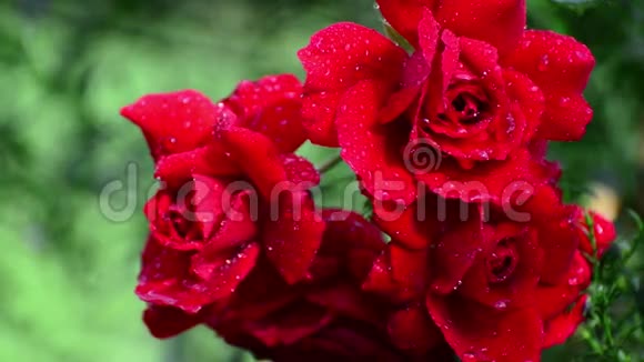 雨后水滴里的红玫瑰视频的预览图