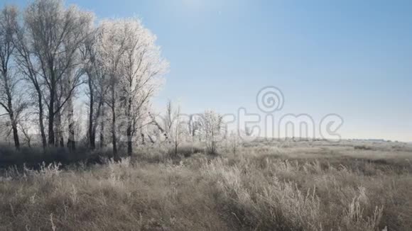 阳光覆盖着草地灌木丛和覆盖着霜冻的树木美丽的冬季景观视频的预览图