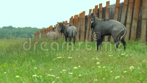 尼尔盖羚羊站在靠近栅栏的草原上视频的预览图