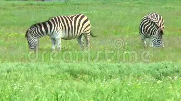 两只斑马在草原上吃草视频的预览图