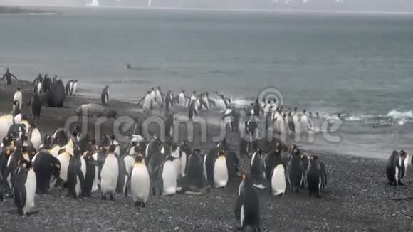 福克兰群岛海岸线海豹背景的王企鹅群视频的预览图