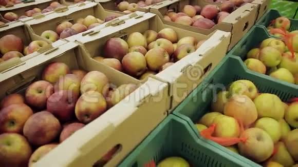 市场在前景美丽的五颜六色的苹果摊上大苹果放在架子上的木箱里视频的预览图