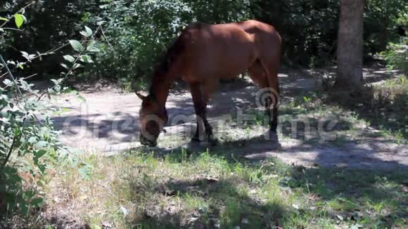 在森林里的空地上放牧的马视频的预览图