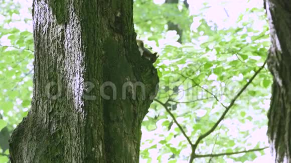一只可爱的灰色松鼠在树上吃坚果的侧面景色视频的预览图