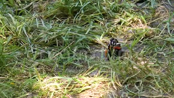 草地上美丽的蝴蝶视频的预览图
