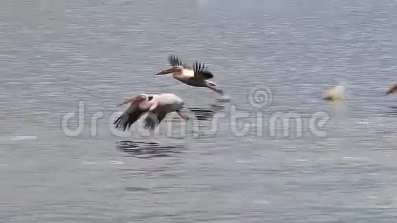 大白单针飞行中的成年人肯尼亚纳库鲁湖小组视频的预览图