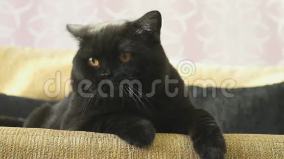 英国黑猫打哈欠特写镜头视频的预览图