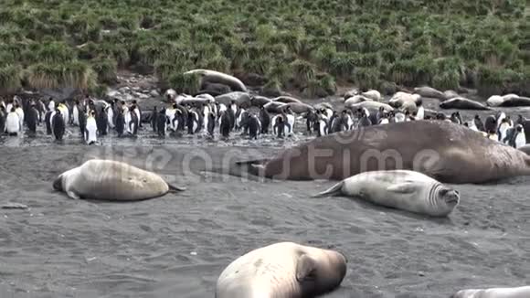 福克兰群岛海岸线海豹背景的王企鹅群视频的预览图