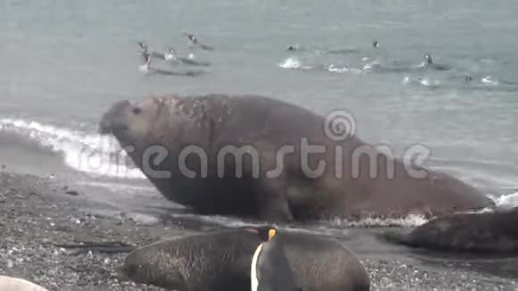 福克兰群岛海岸线海豹背景的王企鹅群视频的预览图