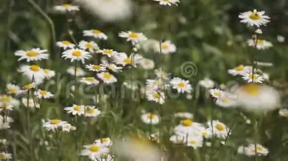 很多雏菊在一片田野里随风飘动视频的预览图