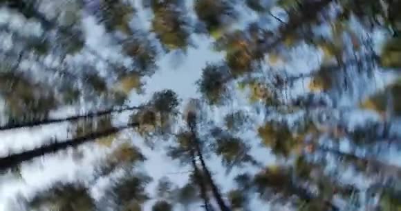 高高的松树树干伸展到天空的摄像机旋转视频的预览图