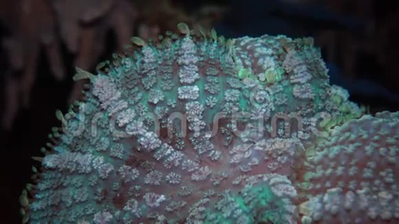 同义词近月板俗称蘑菇葵蘑菇珊瑚或盘葵视频的预览图