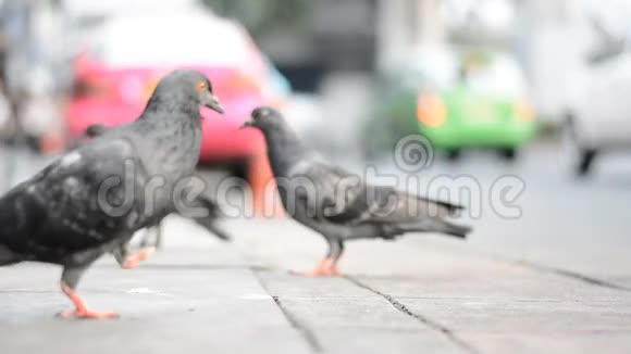 一只腿鸽子在街边的小路上视频的预览图