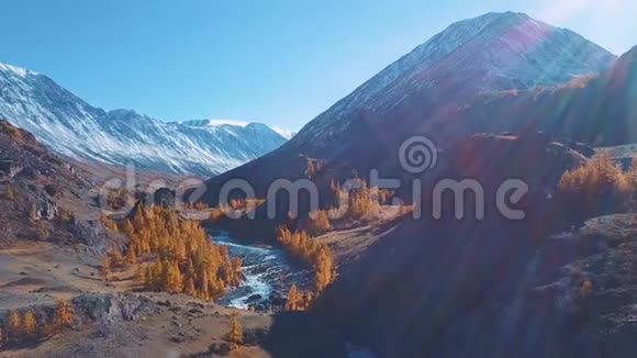 森林溪流流过苔藓的岩石山青绿色的河流在石头和山峰之间秋天的黄色落叶松生长视频的预览图