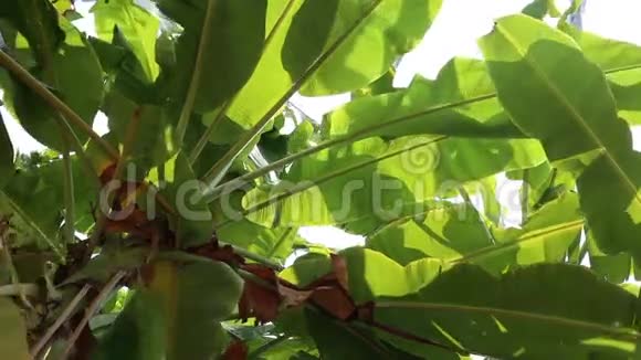 在风中摇曳着绿色的香蕉叶视频的预览图