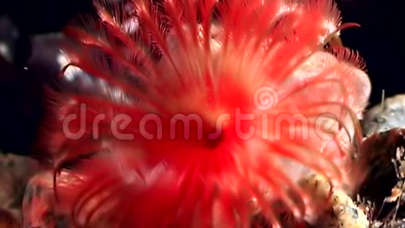 白海海底的大红色水波塔米拉视频的预览图