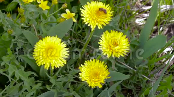 蜜蜂黄蜂收集花粉花蜜来自户外的黄色蒲公英视频的预览图