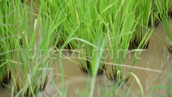 稻田农场的多利滑块新鲜绿色水稻视频的预览图